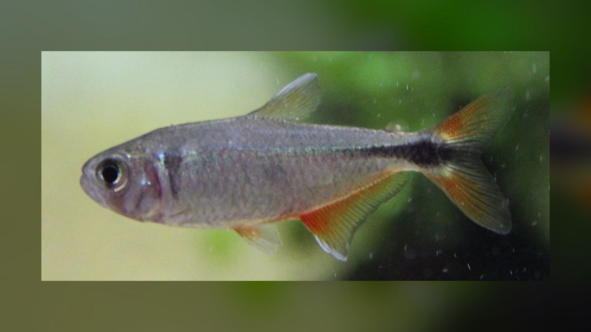 Top 10 Buenos Aires Tetra Hardy Fish 2027 — figure 10
