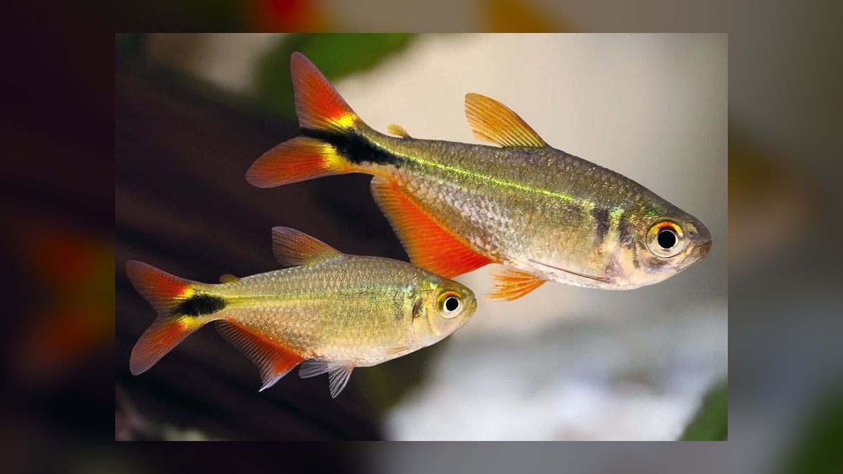 Top 10 Buenos Aires Tetra Hardy Fish 2027 — figure 2