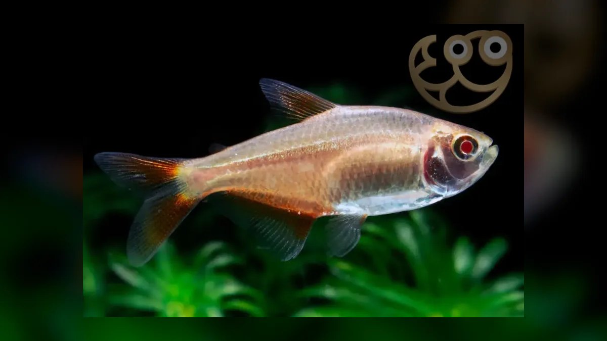 Top 10 Buenos Aires Tetra Hardy Fish 2027 — figure 3