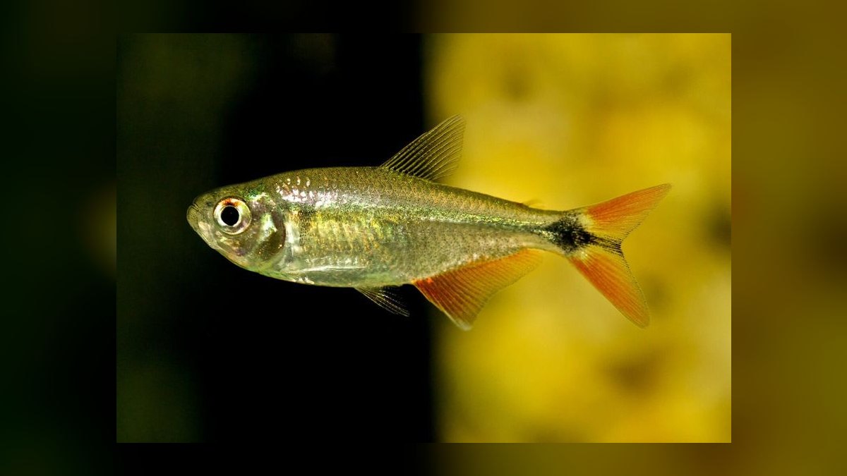 Top 10 Buenos Aires Tetra Hardy Fish 2027 — figure 4