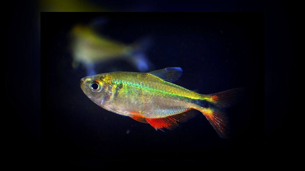 Top 10 Buenos Aires Tetra Hardy Fish 2027 — figure 5