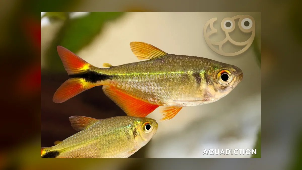 Top 10 Buenos Aires Tetra Hardy Fish 2027 — figure 6