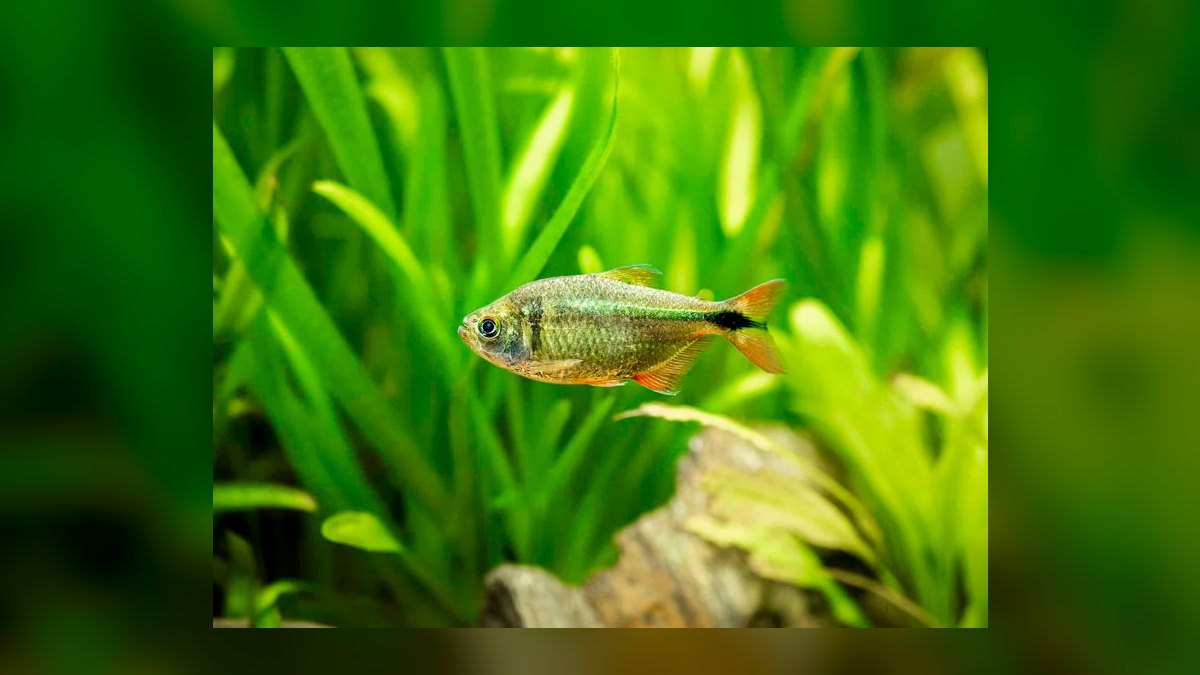 Top 10 Buenos Aires Tetra Hardy Fish 2027 — figure 7