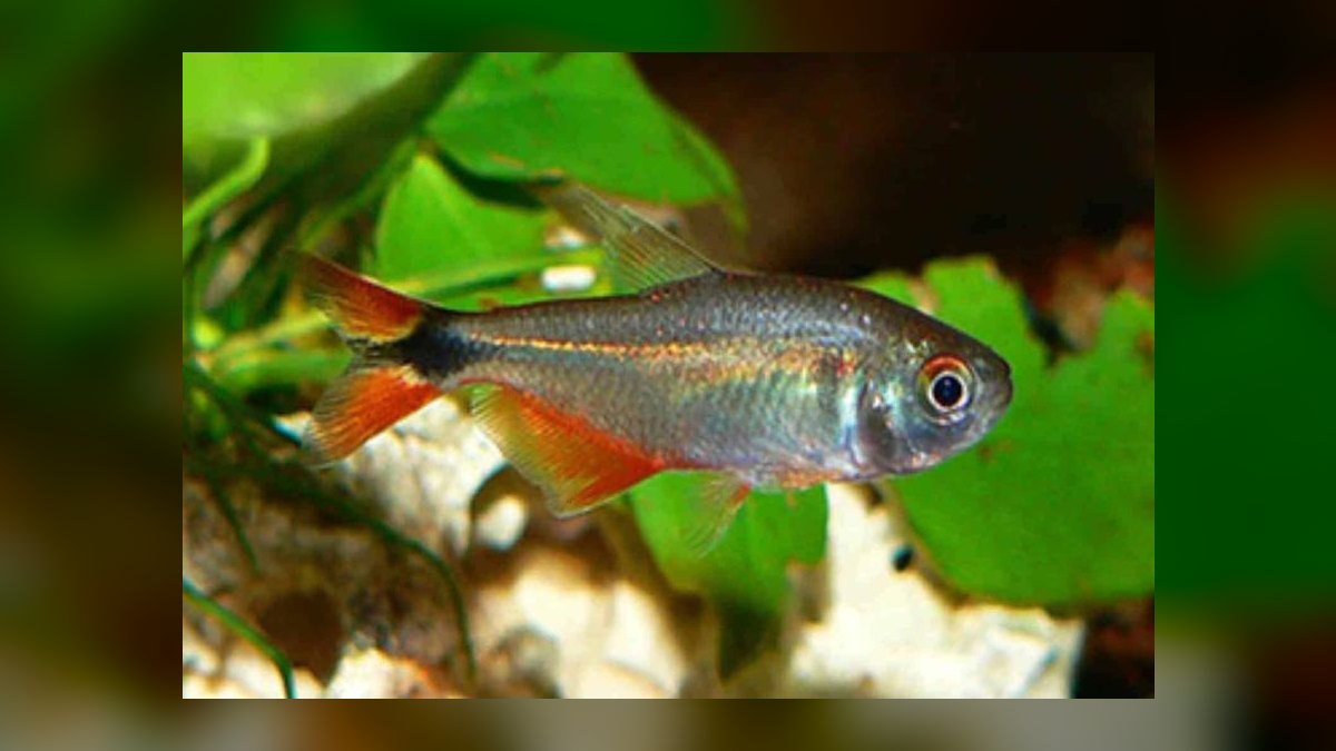 Top 10 Buenos Aires Tetra Hardy Fish 2027 — figure 8