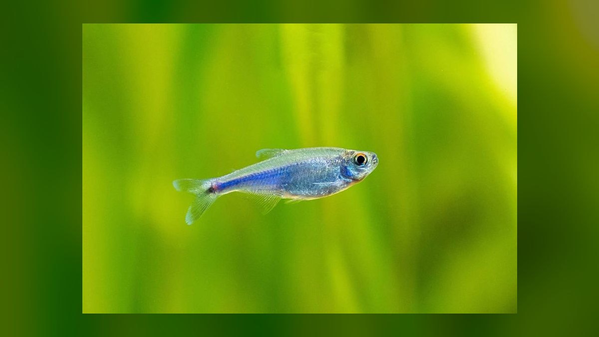 Top 10 Buenos Aires Tetra Hardy Fish 2027 — figure 9