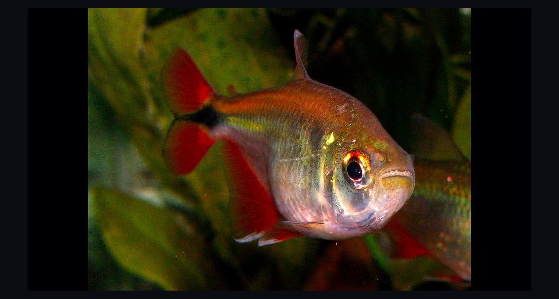 Top 10 Buenos Aires Tetra Hardy Fish 2027