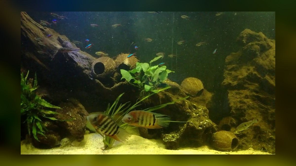 Top 10 Bloodfin Tetra Active Swimmers 2027 — figure 10