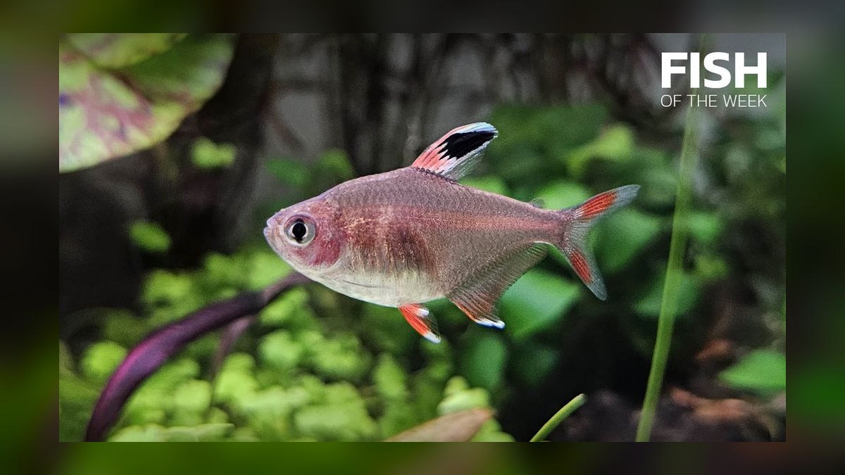 Top 10 Bloodfin Tetra Active Swimmers 2027 — figure 4