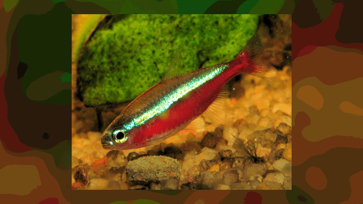 Top 10 Bloodfin Tetra Active Swimmers 2027 — figure 6