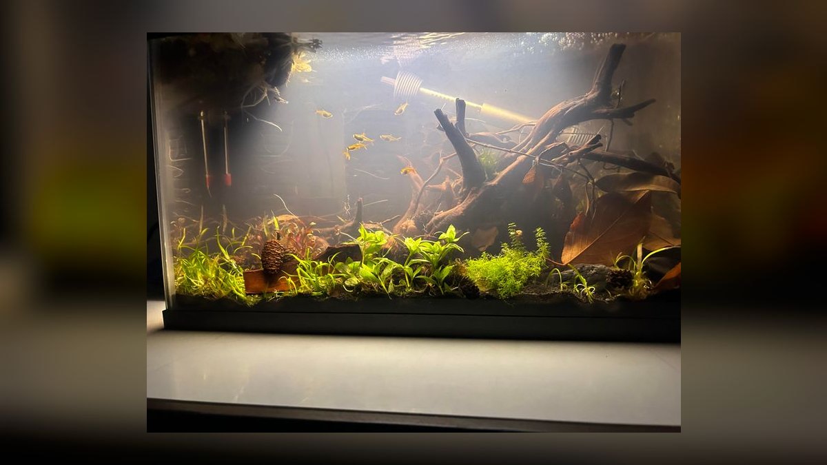 Top 10 Bloodfin Tetra Active Swimmers 2027 — figure 7