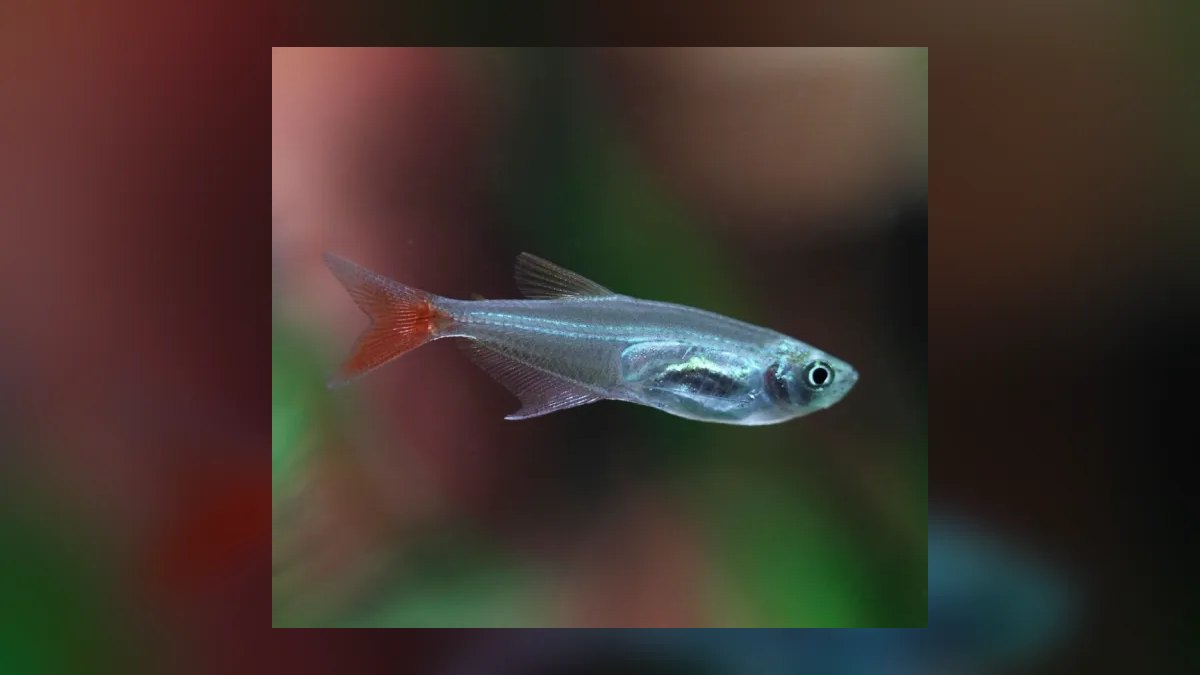 Top 10 Bloodfin Tetra Active Swimmers 2027 — figure 9