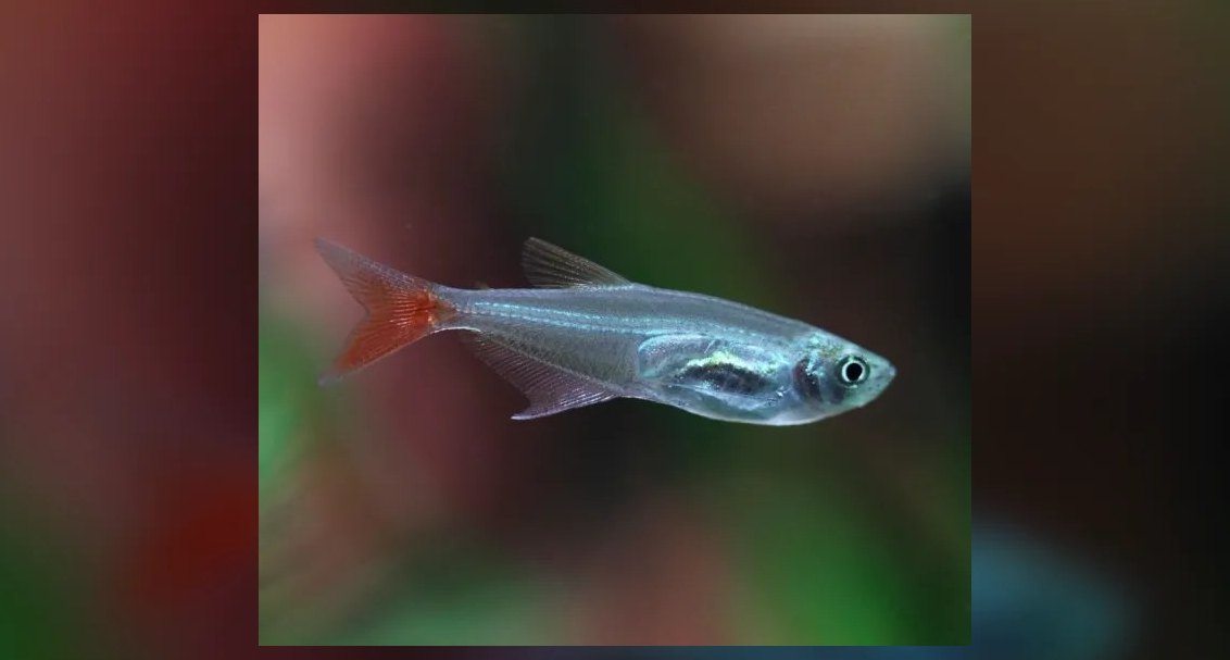 Top 10 Bloodfin Tetra Active Swimmers 2027