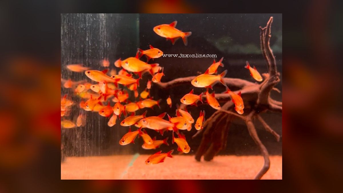 Top 10 Red Phantom Tetra Blackwater Fish 2027 — figure 7