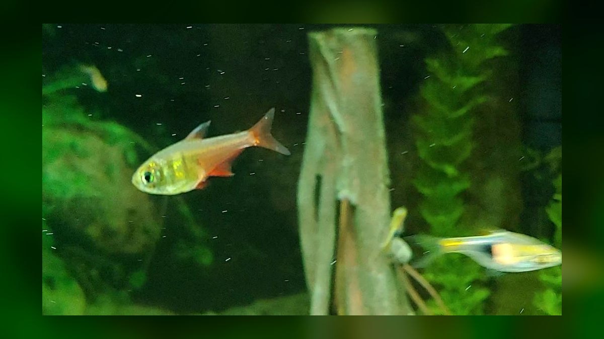 Top 10 Flame Tetra South American Picks 2027 — figure 10