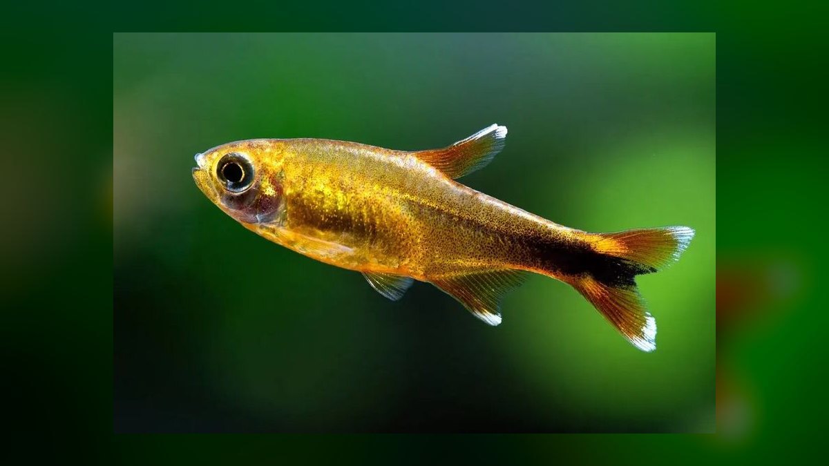 Top 10 Flame Tetra South American Picks 2027 — figure 7