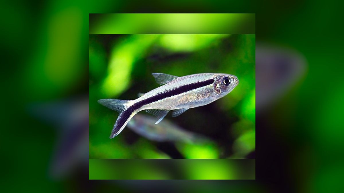 Top 10 Flame Tetra South American Picks 2027 — figure 9