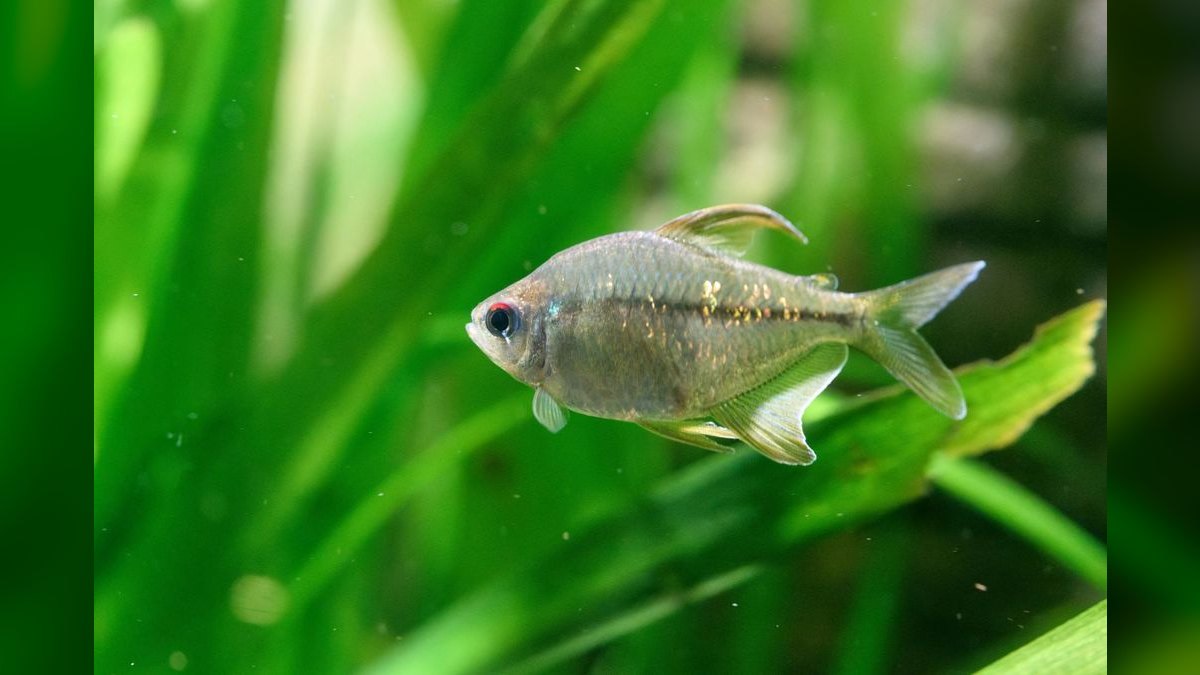 Top 10 Flame Tetra South American Picks 2027