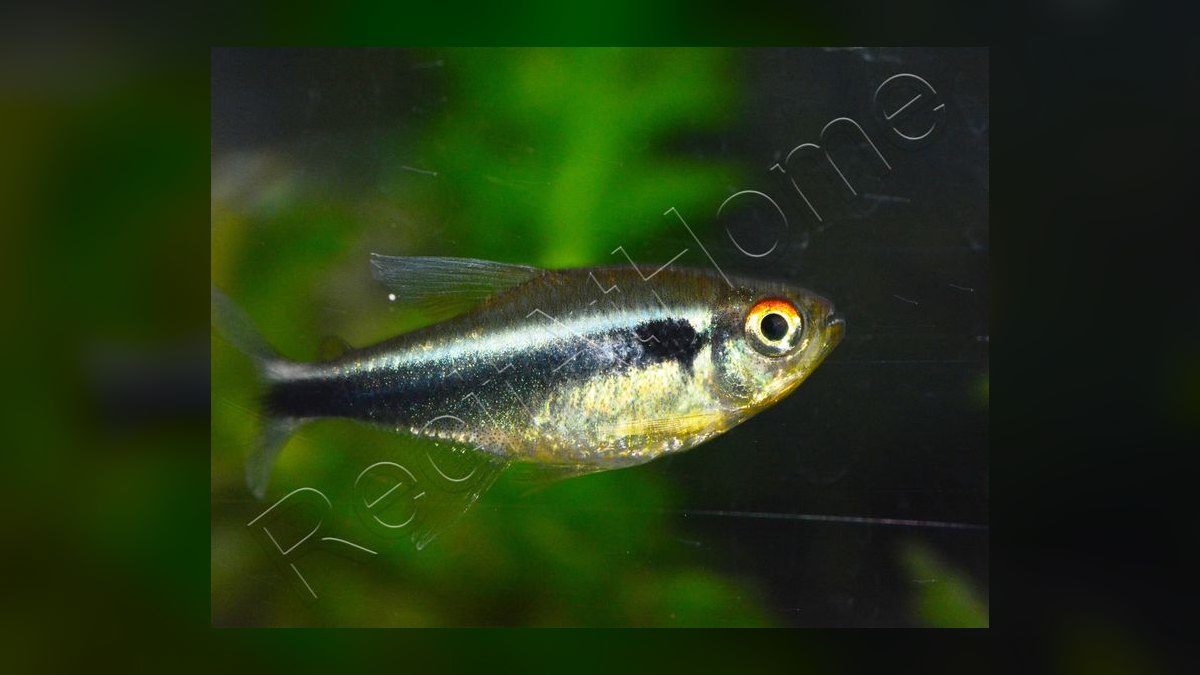 Top 10 Flame Tetra South American Picks 2027