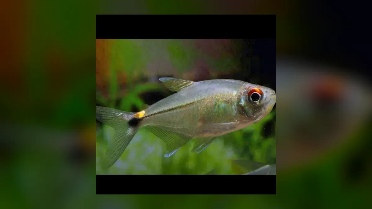 Top 10 Columbian Tetra Shoalers 2027 — figure 7