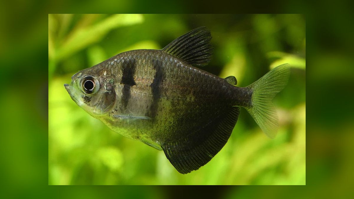 Top 10 Columbian Tetra Shoalers 2027 — figure 9