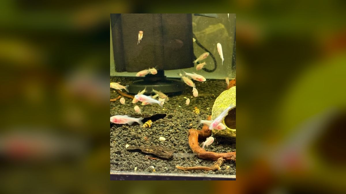 Top 10 Blind Cave Tetra Oddball Fish 2027 — figure 1