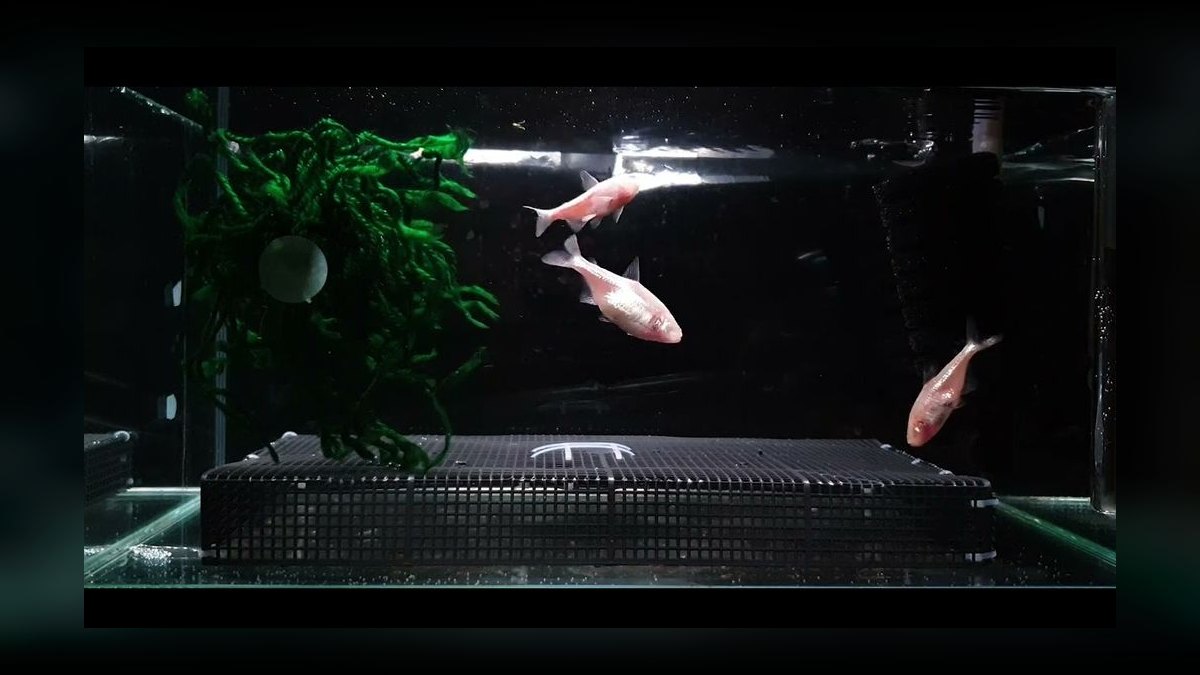 Top 10 Blind Cave Tetra Oddball Fish 2027 — figure 10