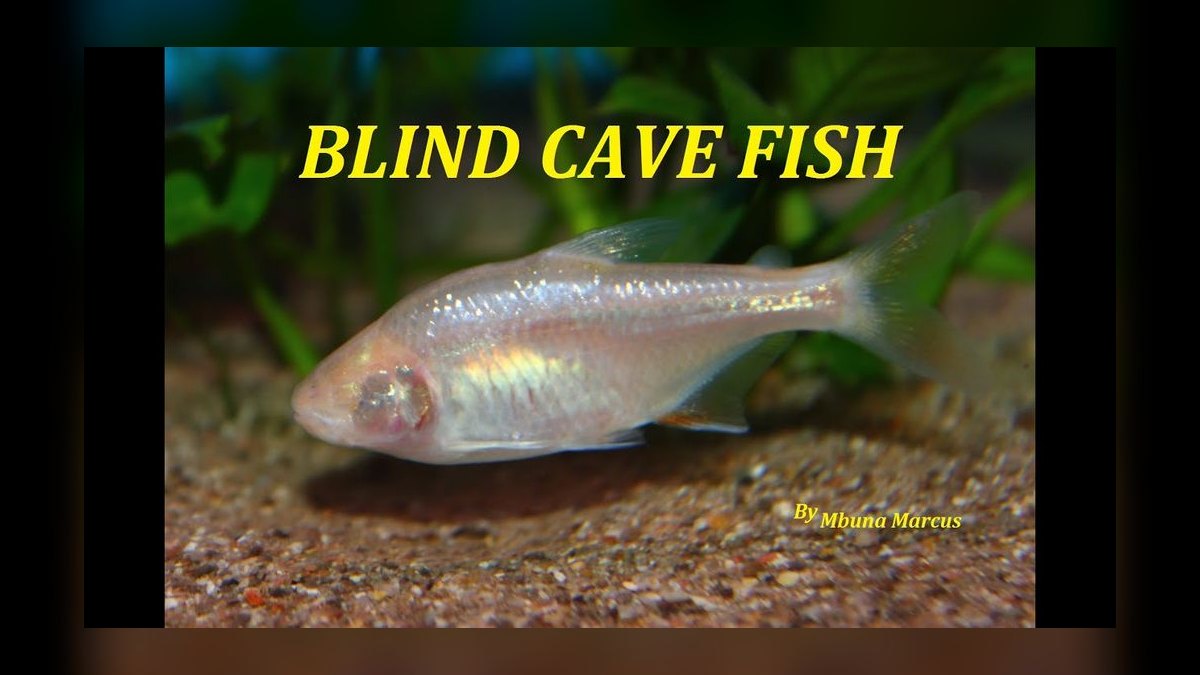 Top 10 Blind Cave Tetra Oddball Fish 2027 — figure 2