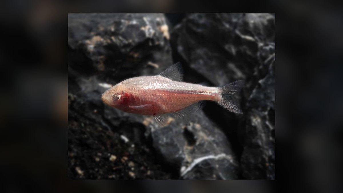 Top 10 Blind Cave Tetra Oddball Fish 2027 — figure 3