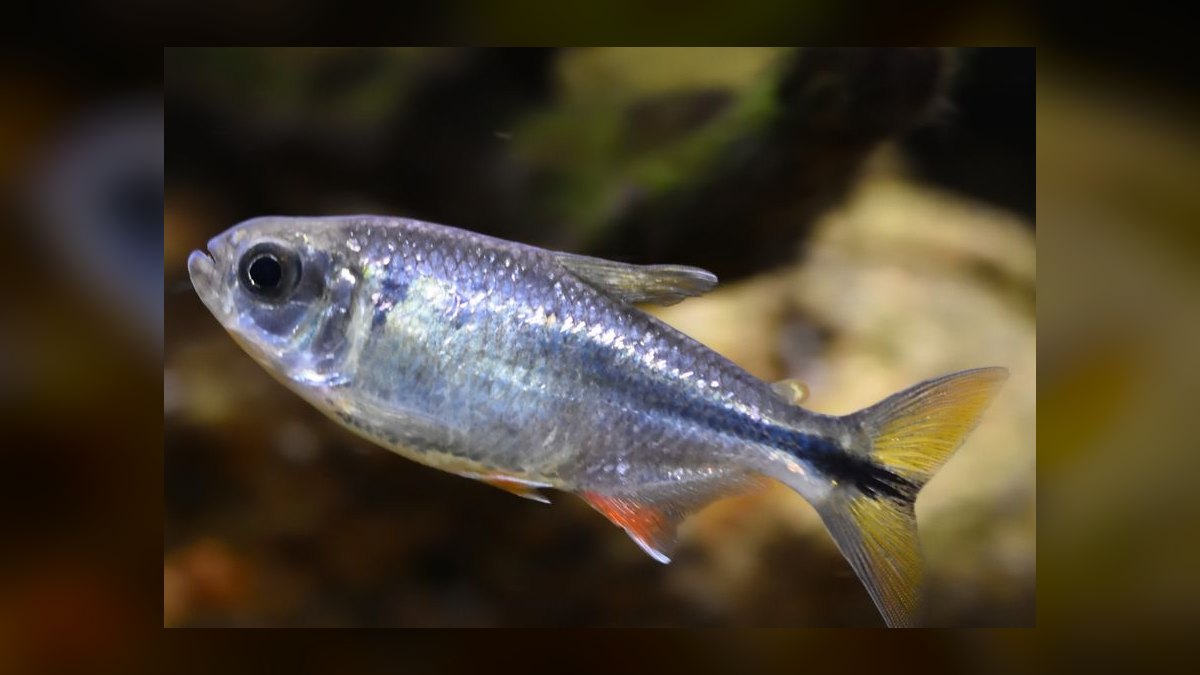 Top 10 Blind Cave Tetra Oddball Fish 2027 — figure 4