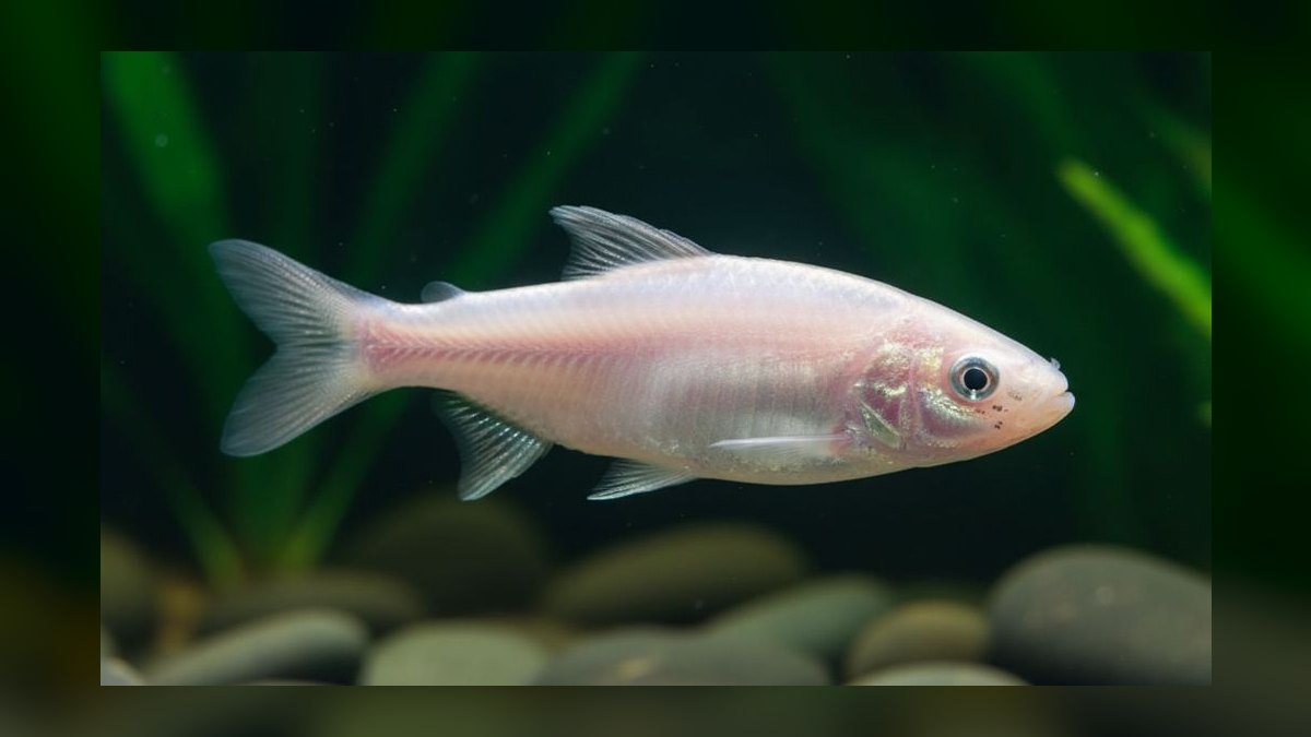 Top 10 Blind Cave Tetra Oddball Fish 2027 — figure 5