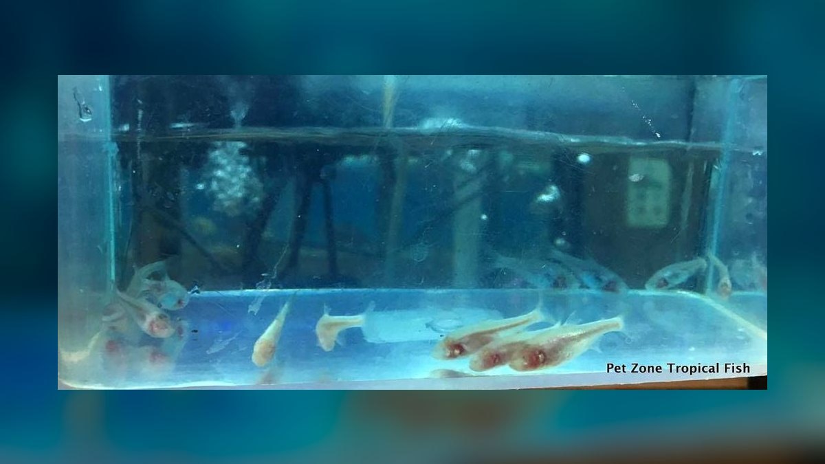 Top 10 Blind Cave Tetra Oddball Fish 2027 — figure 6