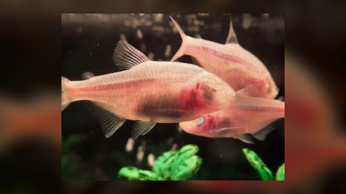 Top 10 Blind Cave Tetra Oddball Fish 2027 — figure 7