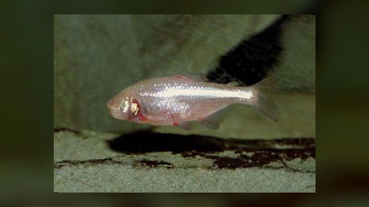 Top 10 Blind Cave Tetra Oddball Fish 2027 — figure 8
