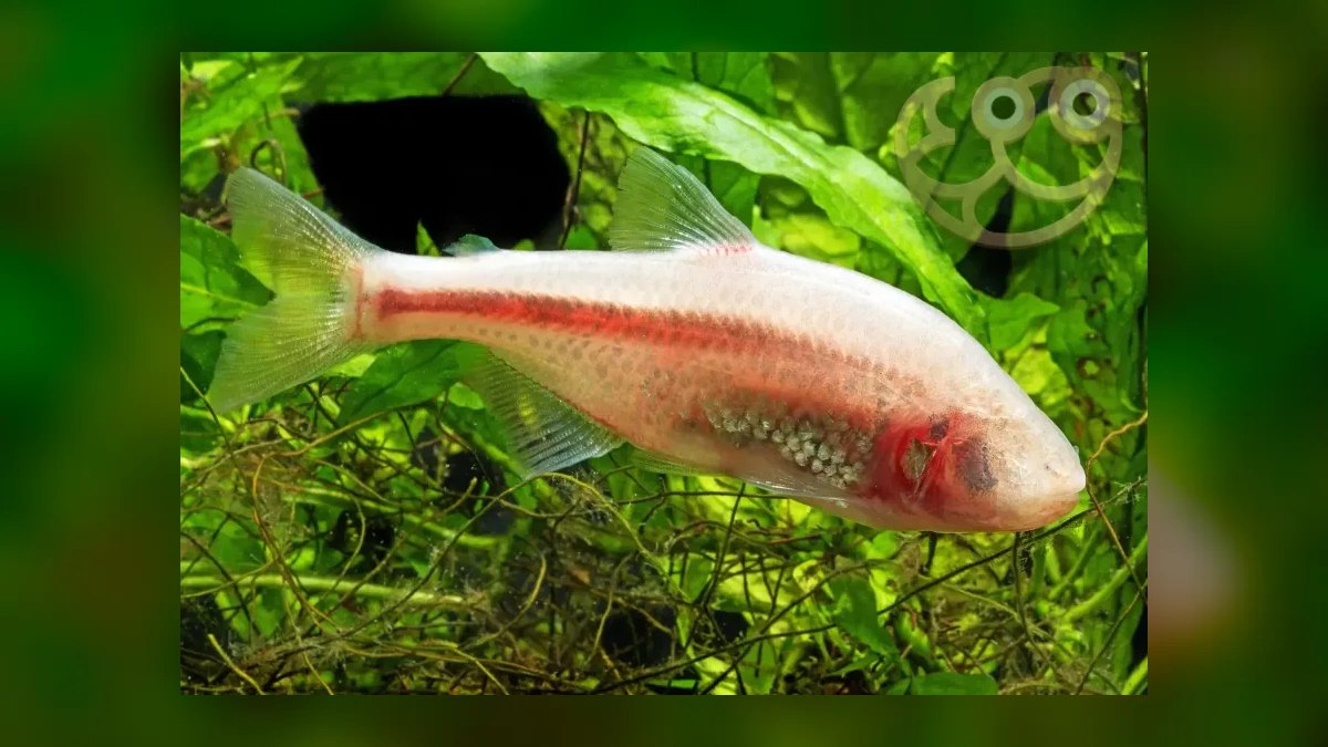 Top 10 Blind Cave Tetra Oddball Fish 2027 — figure 9