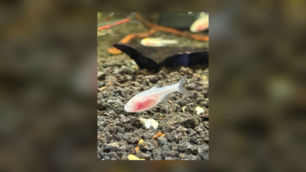 Top 10 Blind Cave Tetra Oddball Fish 2027