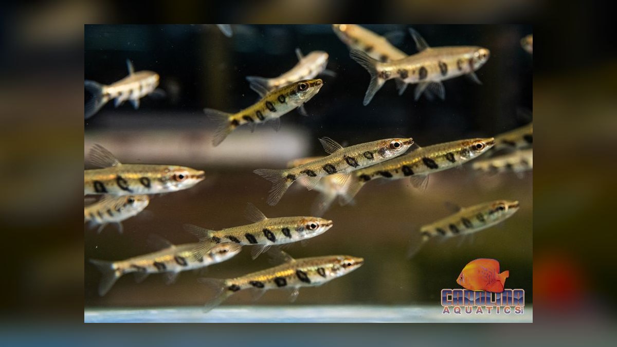 Top 10 Pencilfish Nano Species 2027 — figure 10