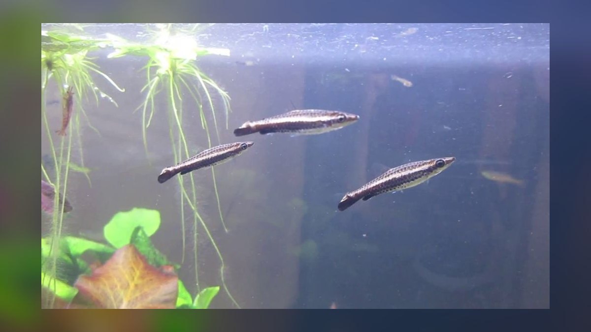 Top 10 Pencilfish Nano Species 2027 — figure 9