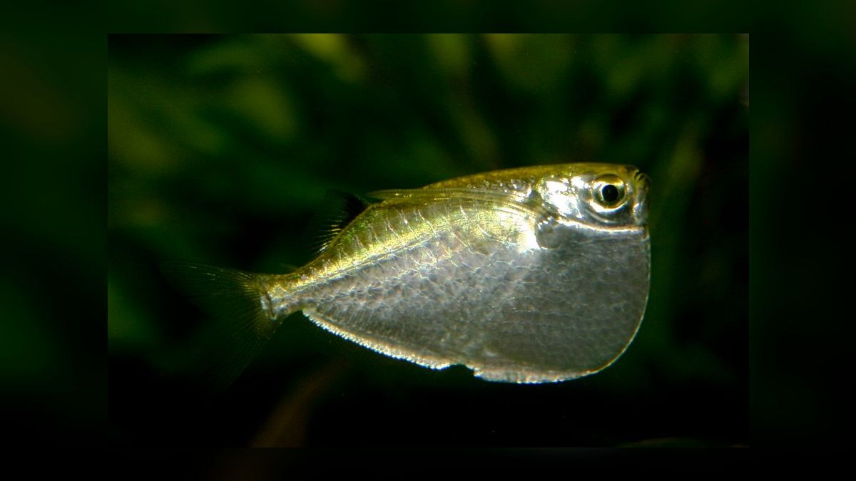 Top 10 Hatchetfish Surface Swimmers 2027 — figure 1