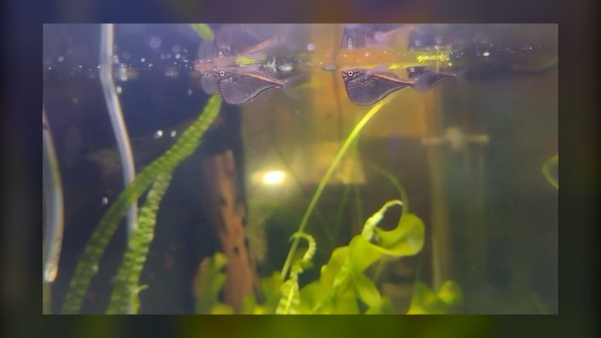 Top 10 Hatchetfish Surface Swimmers 2027 — figure 10
