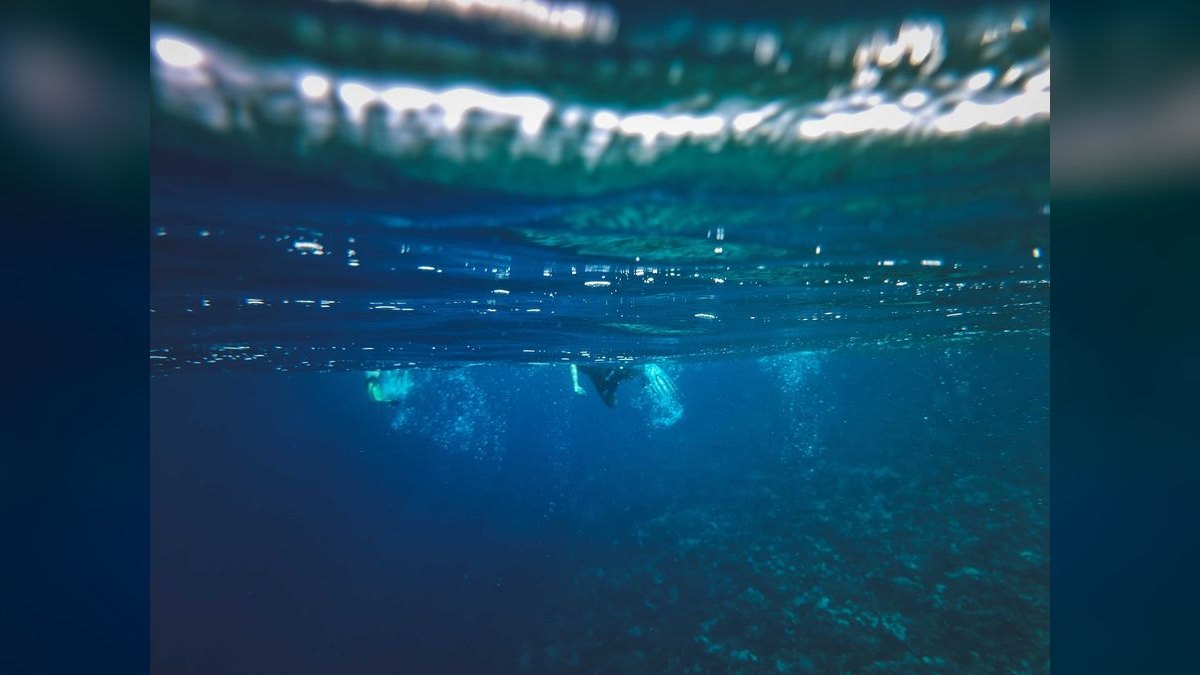 Top 10 Hatchetfish Surface Swimmers 2027 — figure 6