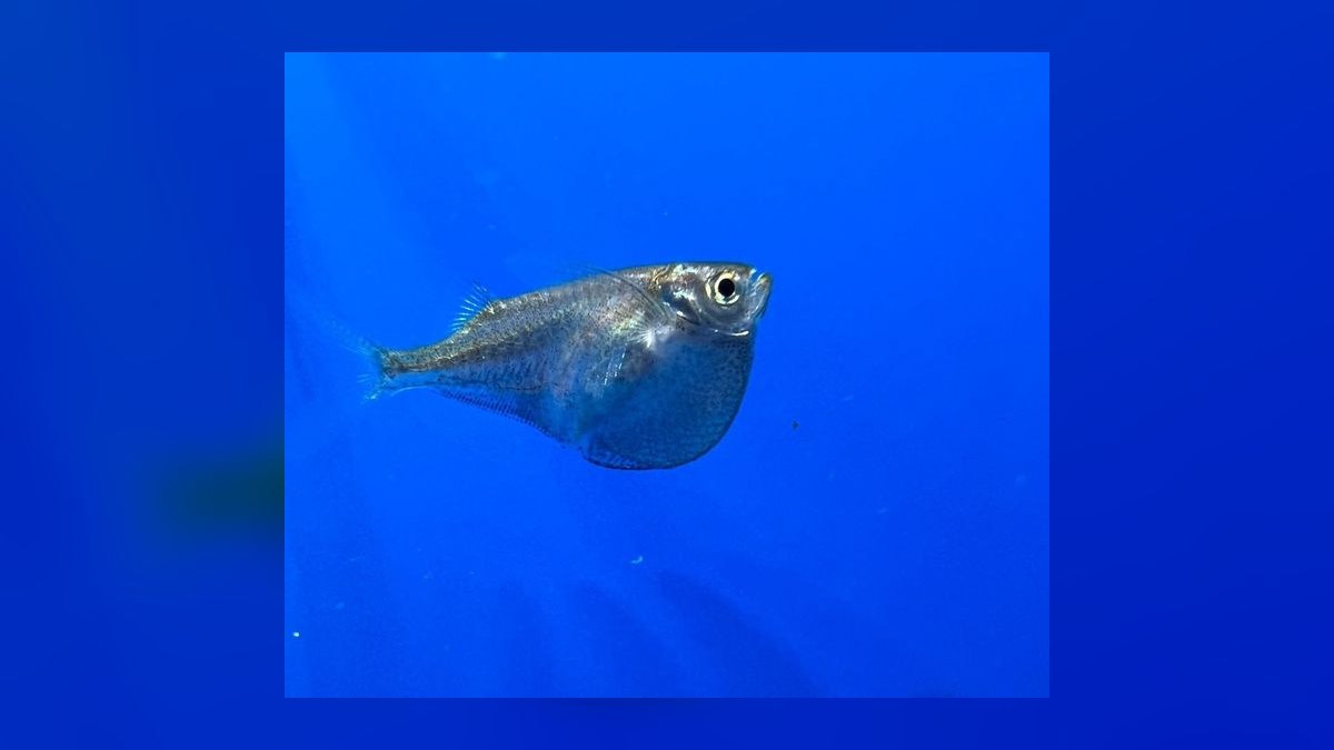 Top 10 Hatchetfish Surface Swimmers 2027 — figure 7