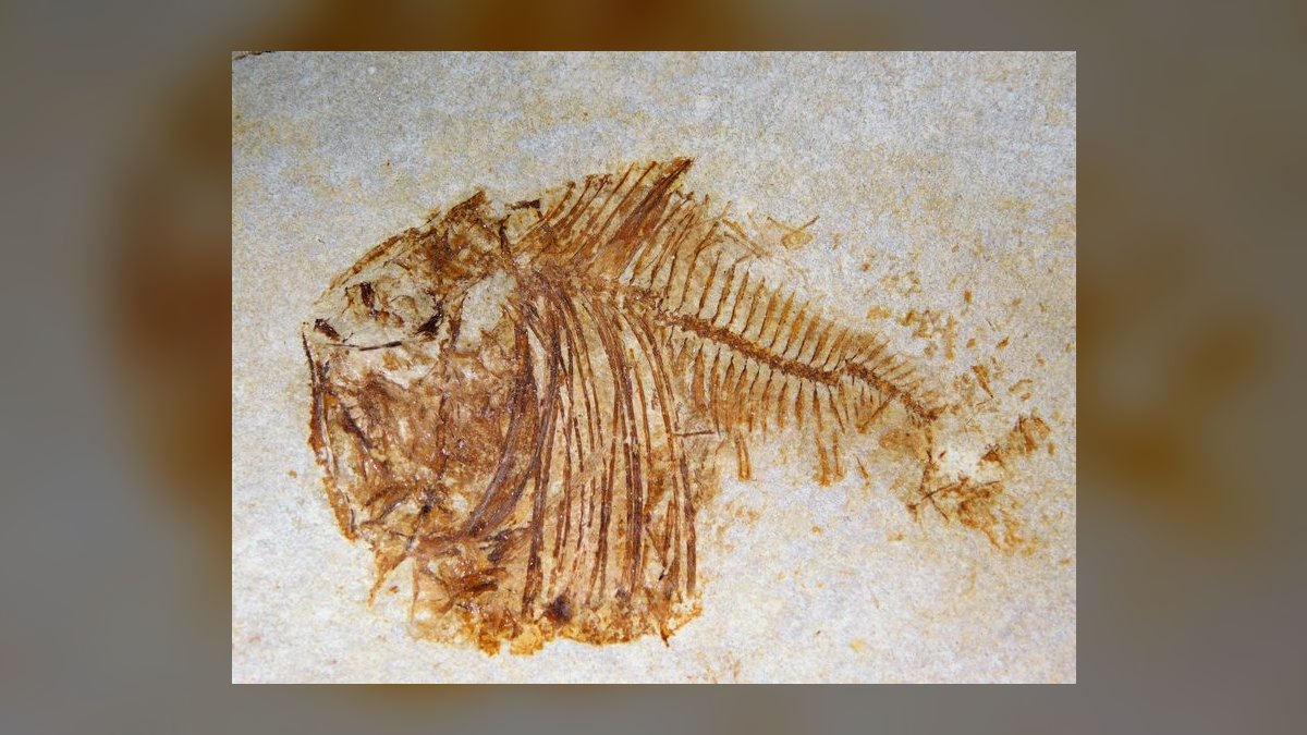 Top 10 Hatchetfish Surface Swimmers 2027 — figure 9