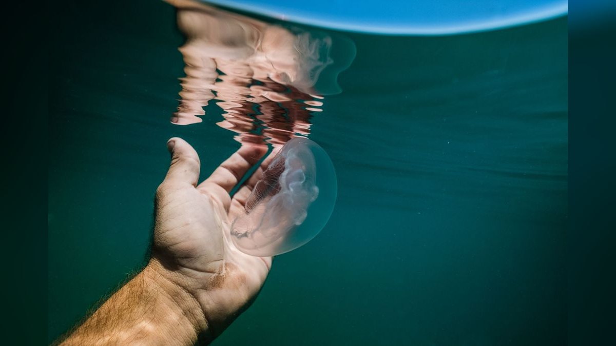 Top 10 Hatchetfish Surface Swimmers 2027