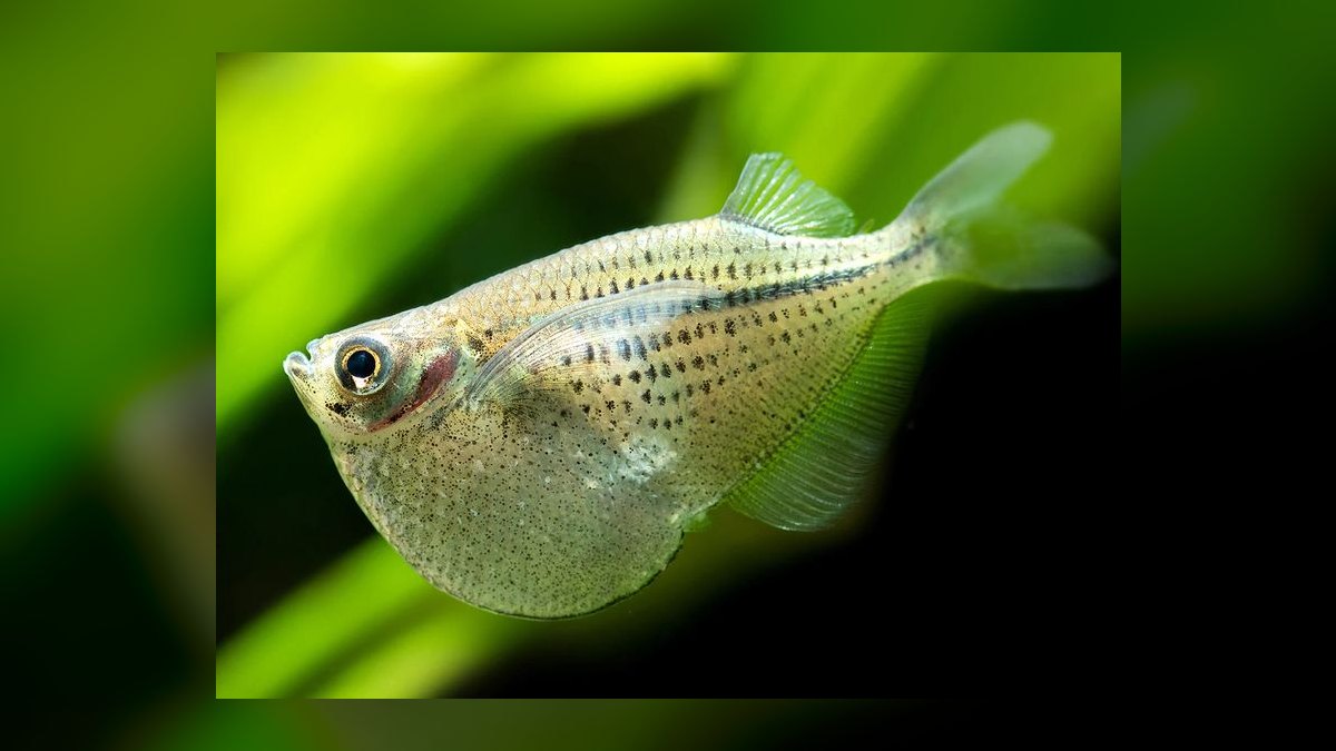 Top 10 Hatchetfish Surface Swimmers 2027