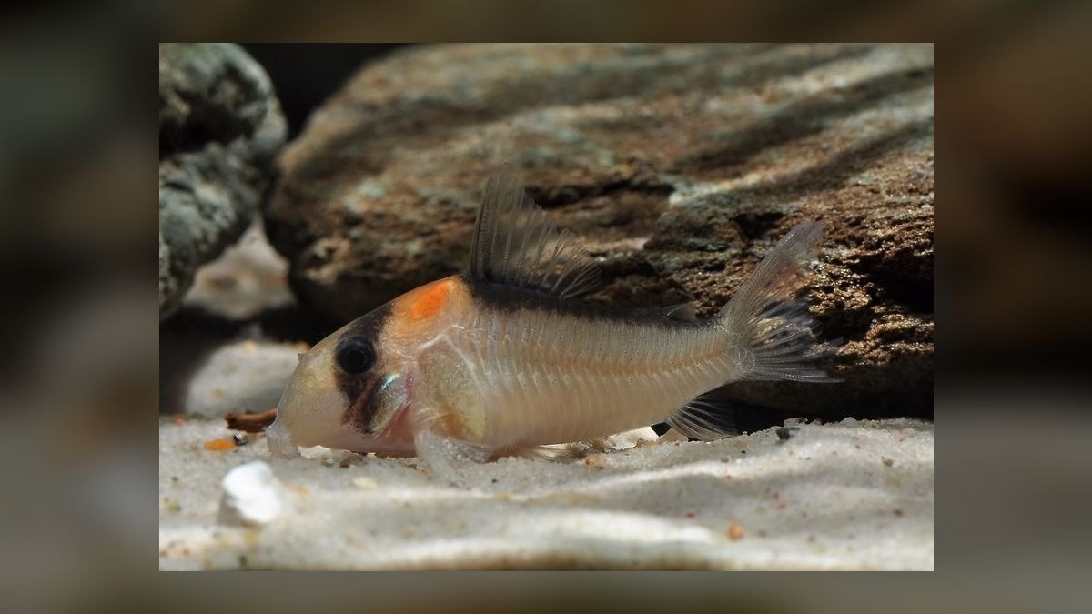 Top 10 Corydoras Catfish Species 2027 — figure 10