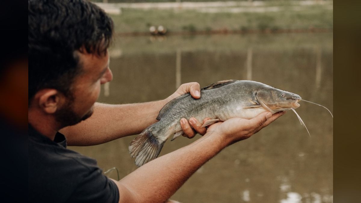 Top 10 Corydoras Catfish Species 2027 — figure 3