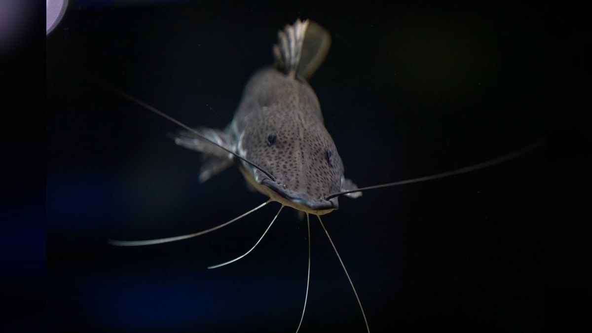 Top 10 Corydoras Catfish Species 2027 — figure 5