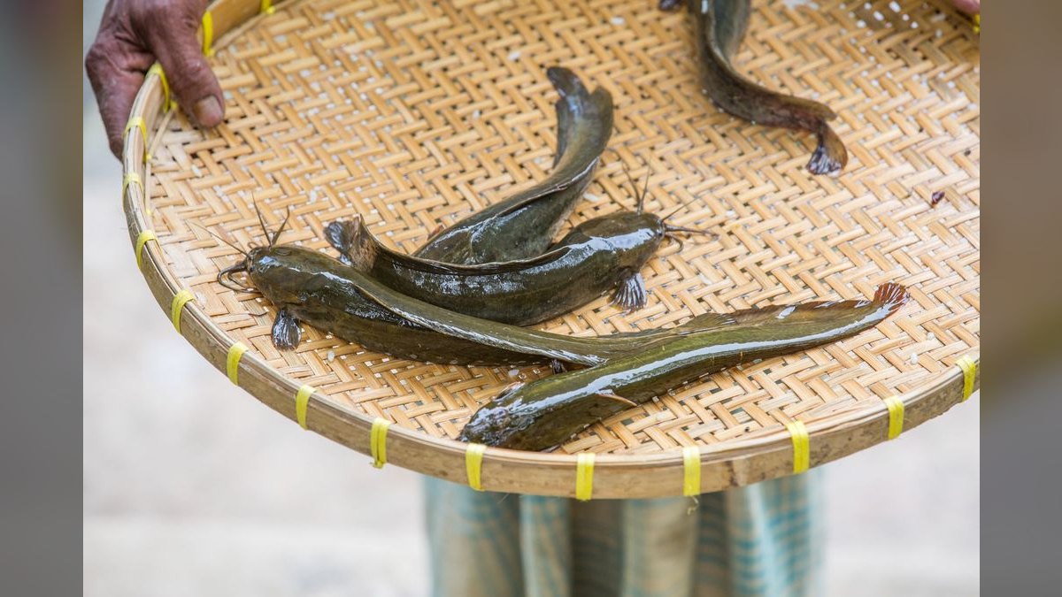 Top 10 Corydoras Catfish Species 2027 — figure 6