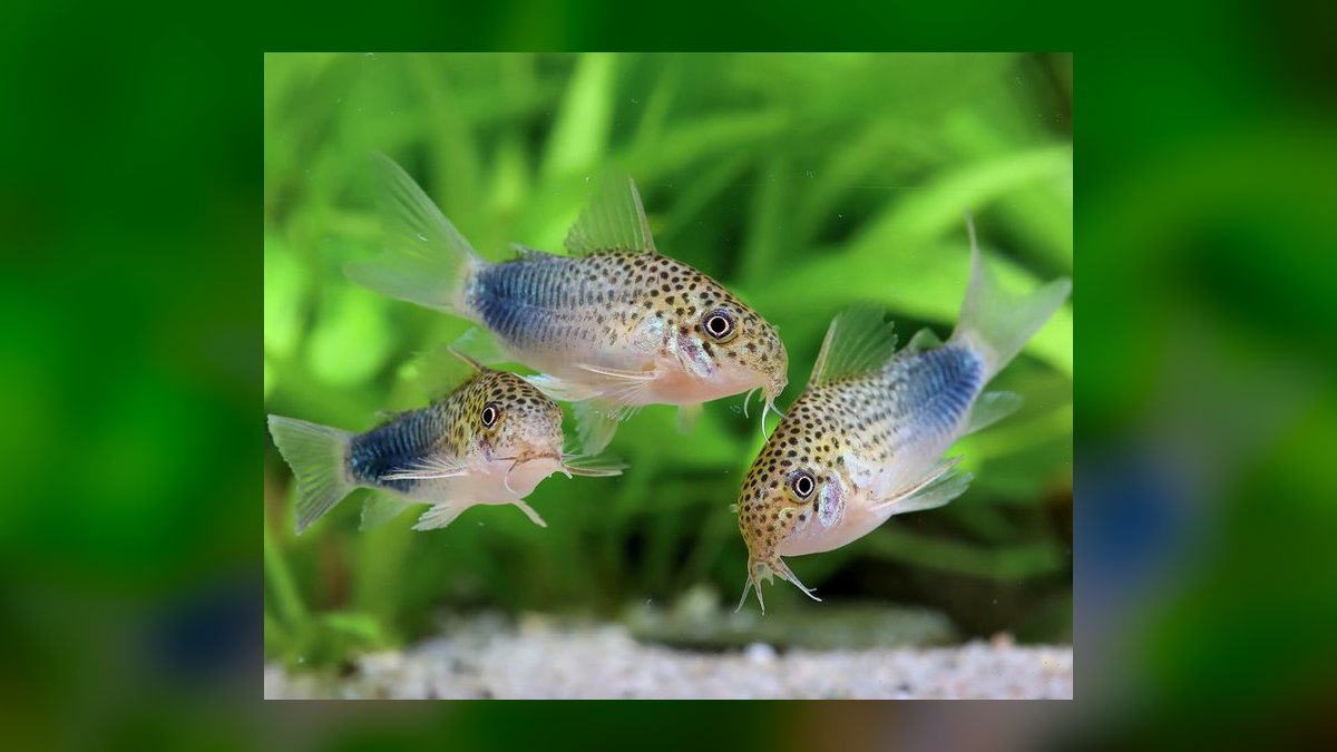 Top 10 Corydoras Catfish Species 2027 — figure 7