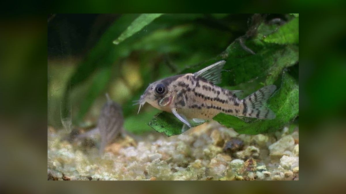 Top 10 Corydoras Catfish Species 2027 — figure 8